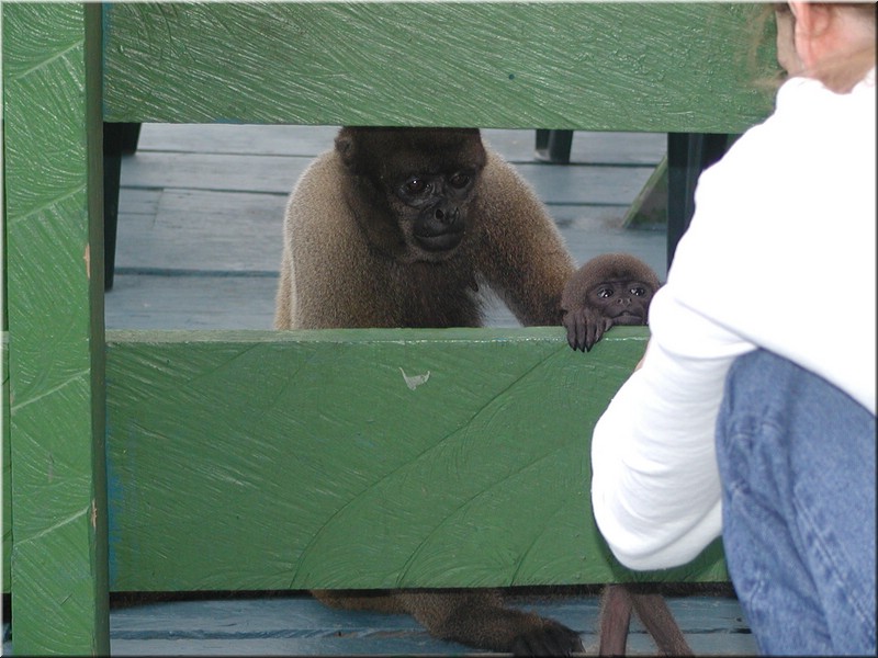 Mommy Monkey and Baby more.jpg