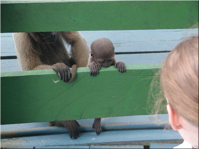 Mommy Monkey and Baby.jpg