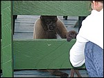 Mommy Monkey and Baby more.jpg