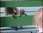 Mommy Monkey and Baby.jpg