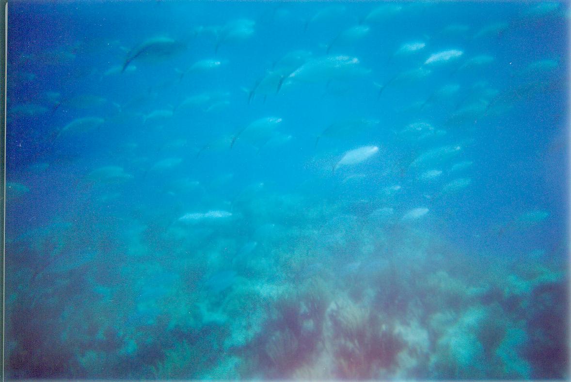 stmaarten005