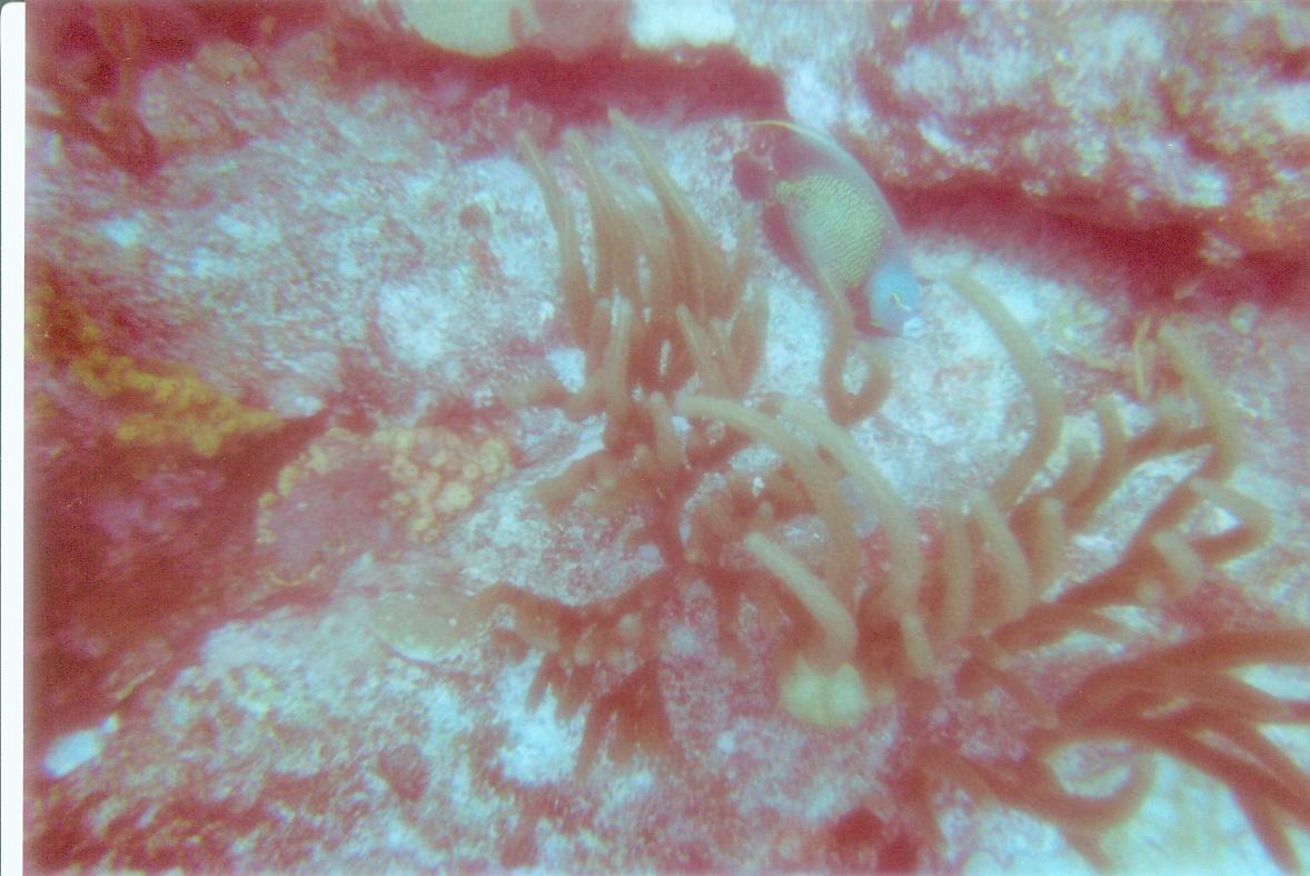 stmaarten006