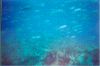 Click here to see the picture (stmaarten005.jpg)