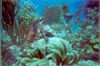 Click here to see the picture (stmaarten007.jpg)