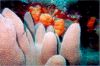 Click here to see the picture (stmaarten014.jpg)